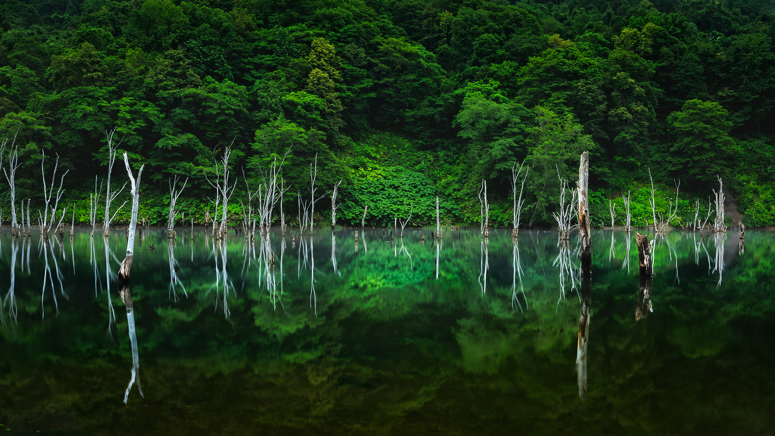北海道を拠点に雄大な自然風景や可愛らしい野生動物を撮影している写真家「阿部裕輔」の公式ホームページ。